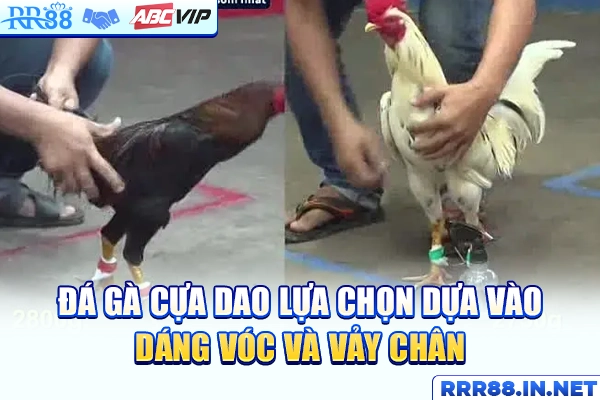 Đá gà cựa dao lựa chọn dựa vào dáng vóc và vảy chân