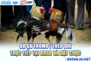 Đá Gà Thomo | Theo Dõi Trực Tiếp Tại RR88 Và Đặt Cược